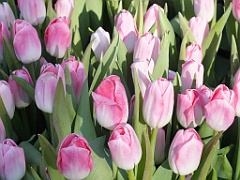 tulipsNL (17)